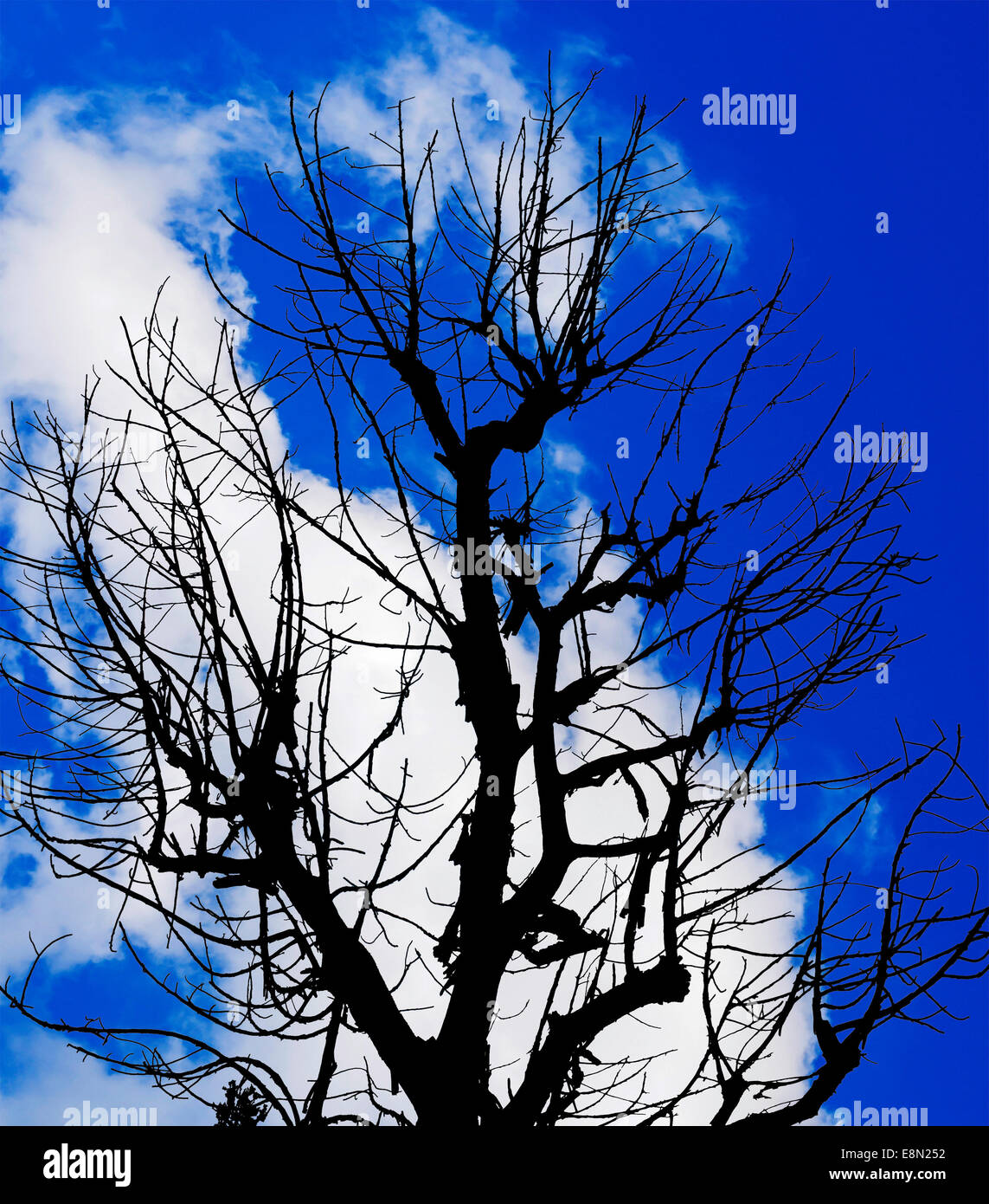 The Silhouette Dead Tree and Cloudy Blue Sky Background. Stock Photo