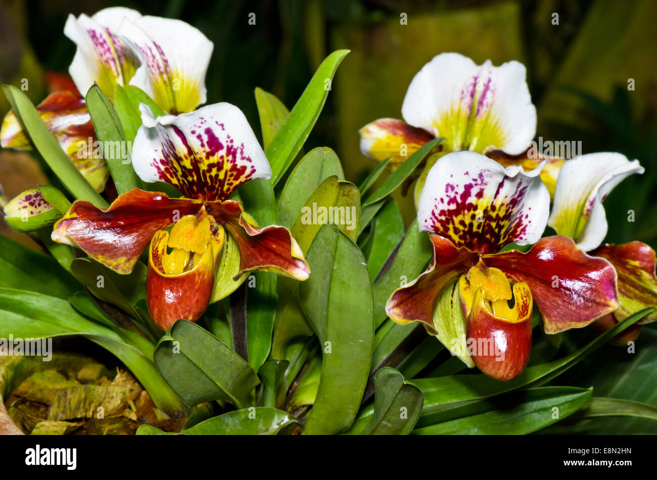 Slipper Orchid ( Paphiopedilum ) , Flora with flowers shaped exotic and rare. Stock Photo