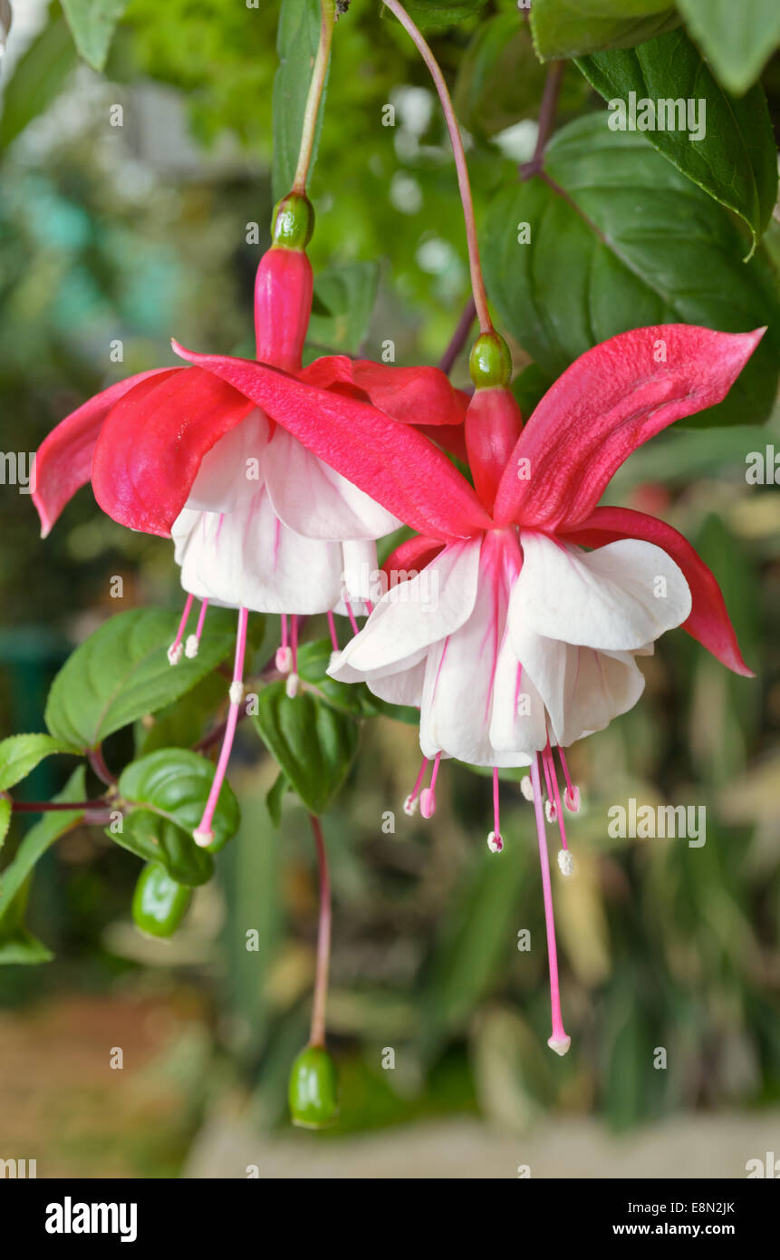 Lady's Eardrops ( Fuchsia ), Beautiful exotic flowers that grow and bloom at the cold weather in winter of Thailand Stock Photo