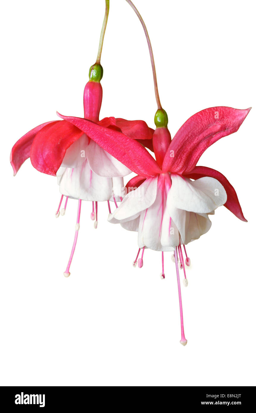Lady's Eardrops ( Fuchsia ), Beautiful exotic flowers that grow and bloom at the cold weather in winter of Thailand on white bac Stock Photo