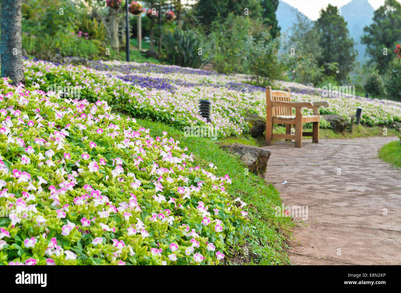 Relax seats in the garden of Wishbone Flower ( Torenia Fournieri Lindl ) Stock Photo