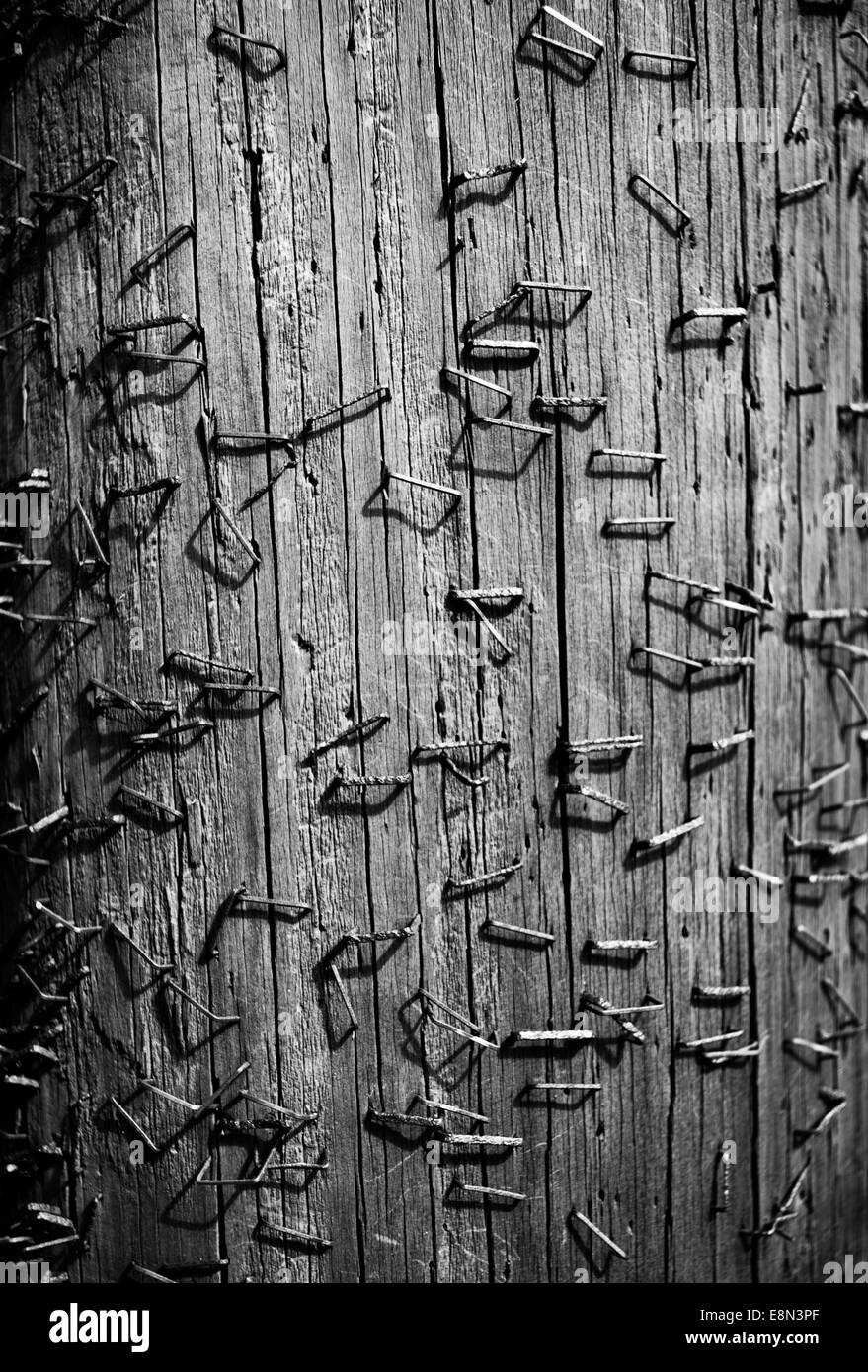 Staples in a wooden utility pole Stock Photo Alamy