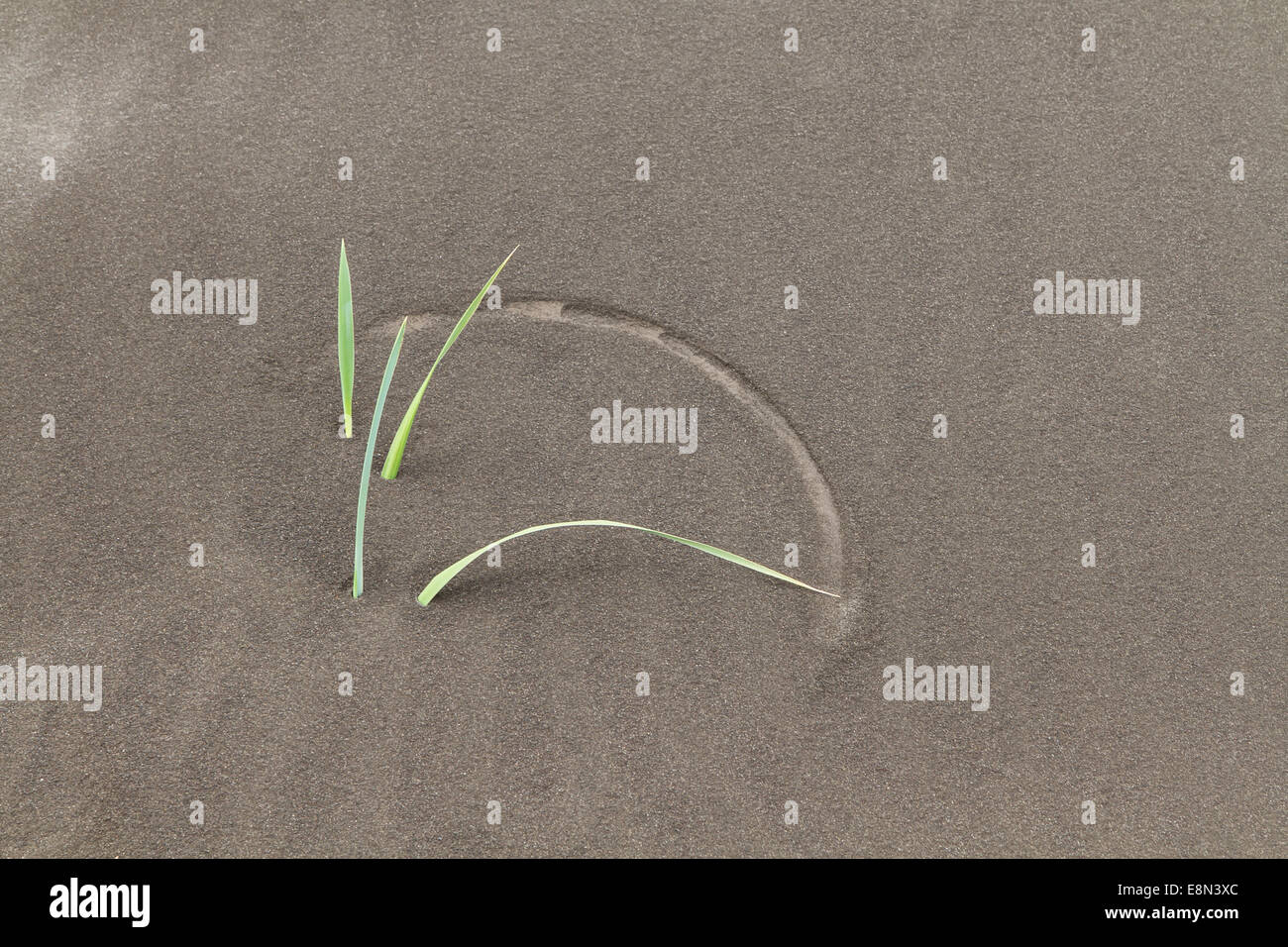 Grass in black dunes (Iceland) Stock Photo