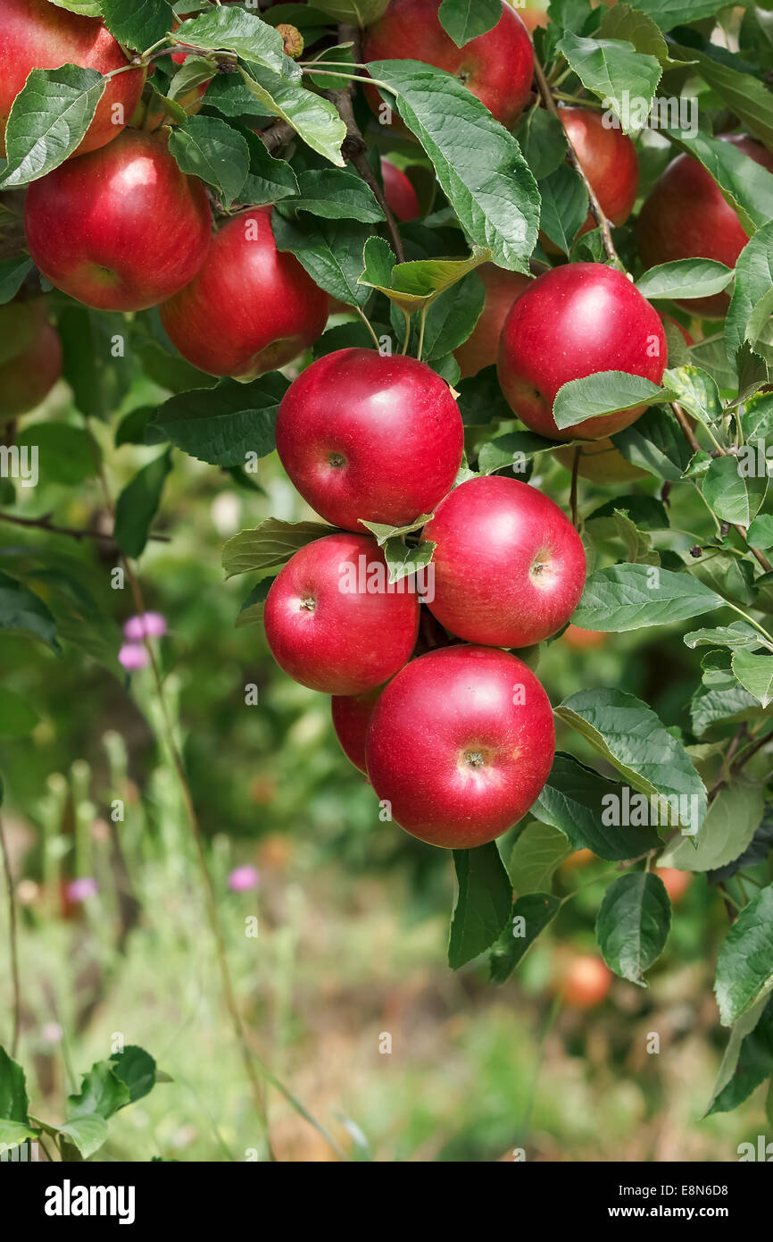 Ripe apples on the tree. Apples on a apple tree branch in an orchard. Stock Photo