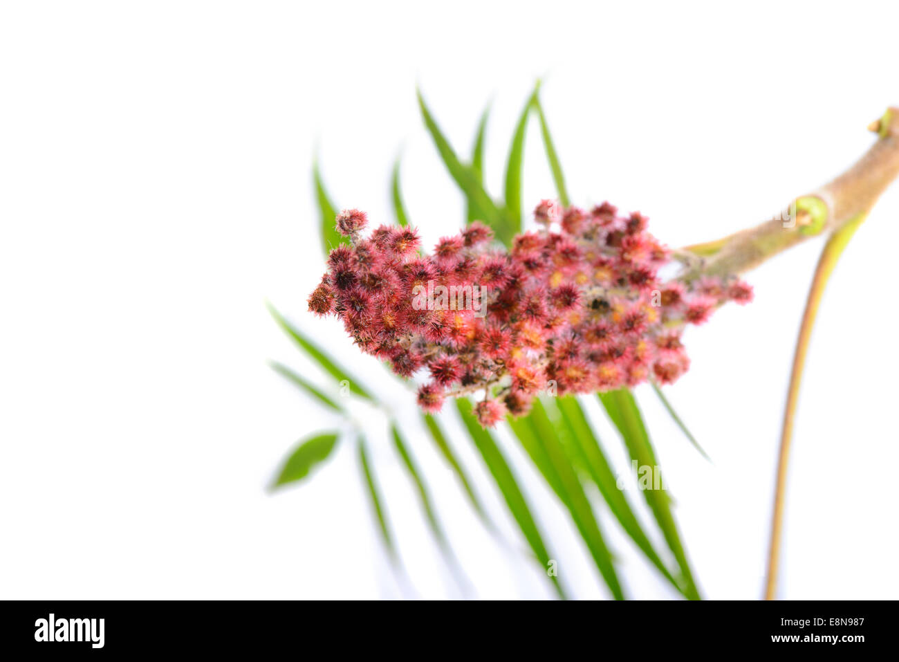 Rhus typhina flower with leaves Stock Photo