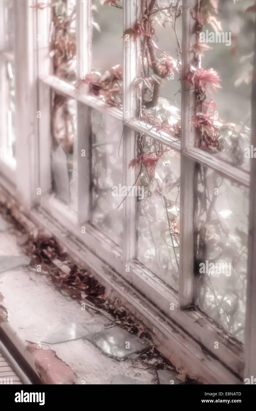 Soft focus on a wooden window frame with broken window panes and pink flower creeper plant breaking in. Dead leaves lay on the w Stock Photo