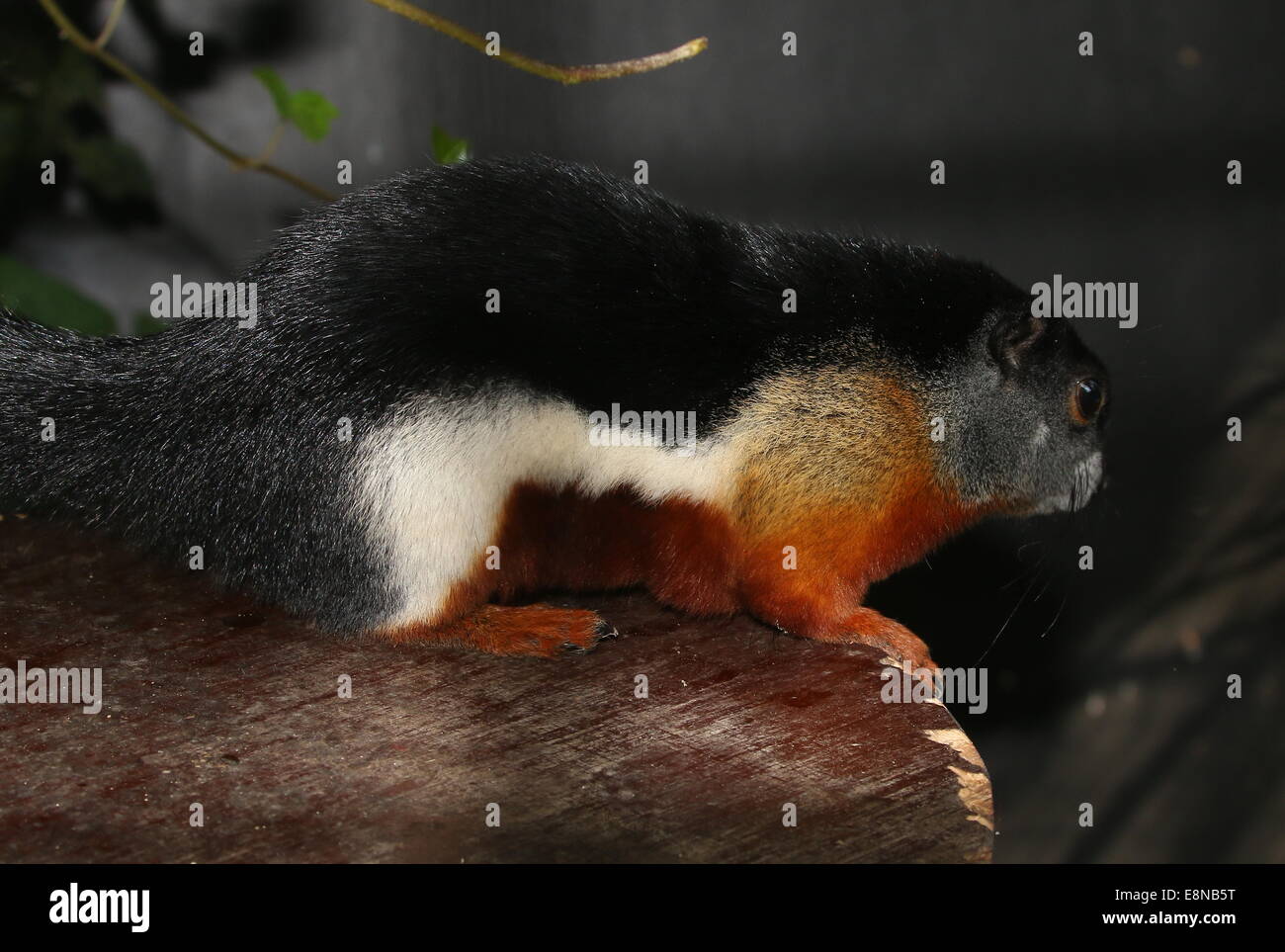 Prevost's squirrel (Callosciurus prevostii) a.k.a. Asian tri-colored ...