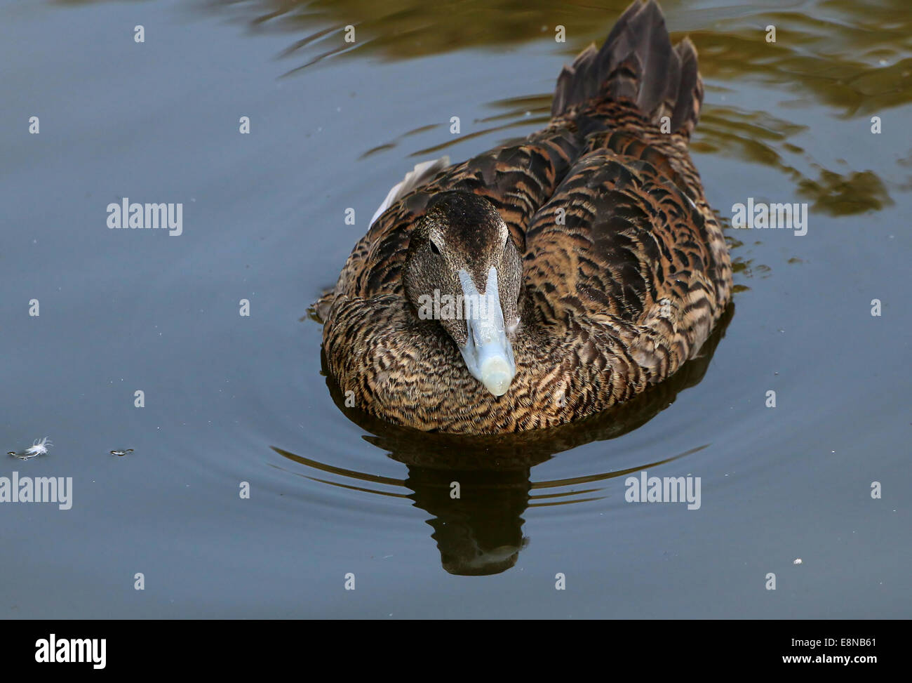 Female Common Eider duck (Somateria mollissima) swimming in a lake Stock Photo
