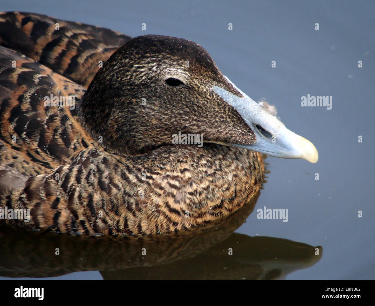 Detailed close-up of a Female Common Eider duck (Somateria mollissima) swimming in a lake Stock Photo