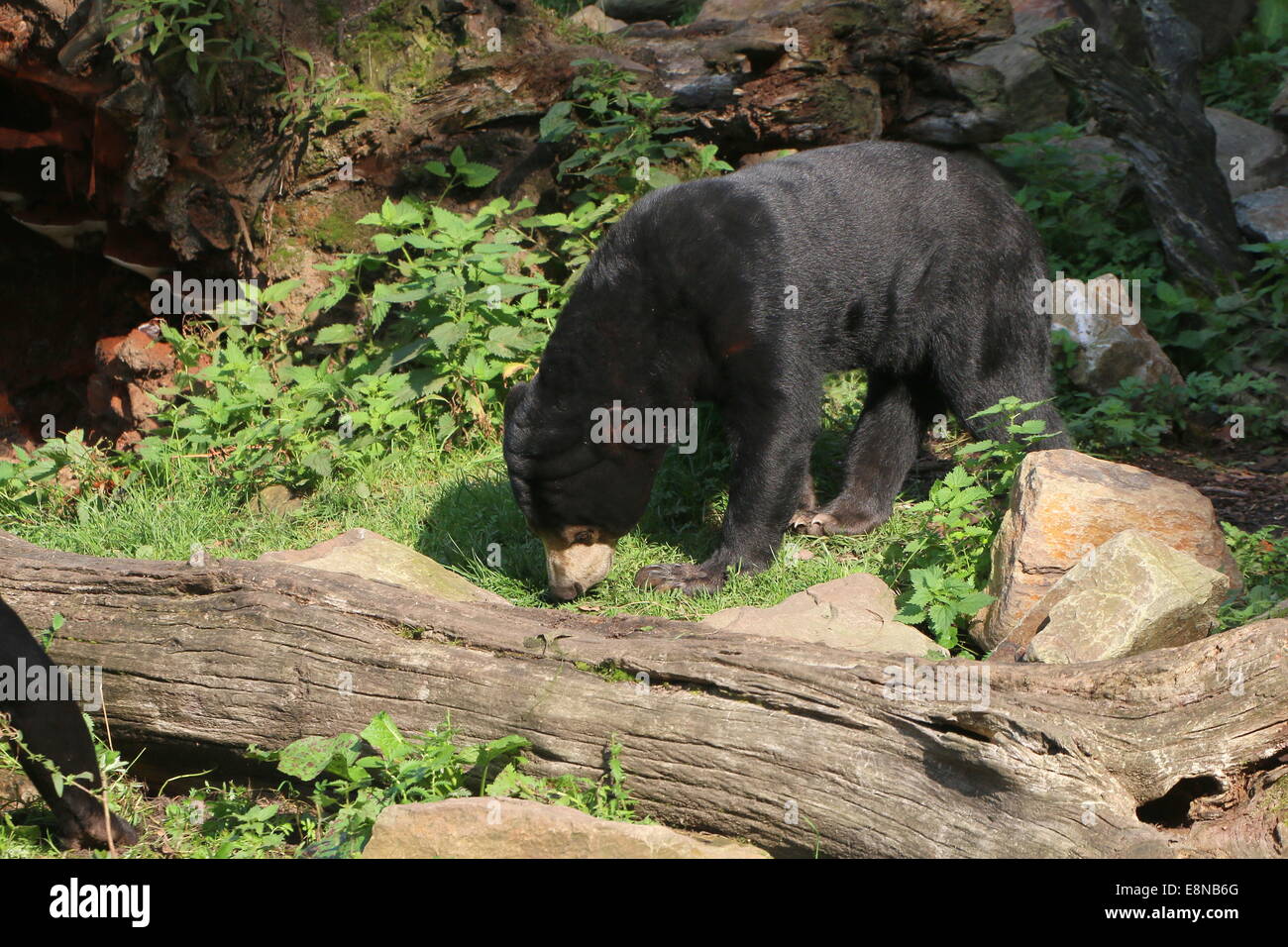 Southeast Asian Sun bear or Honey Bear (Helarctos malayanus Stock Photo