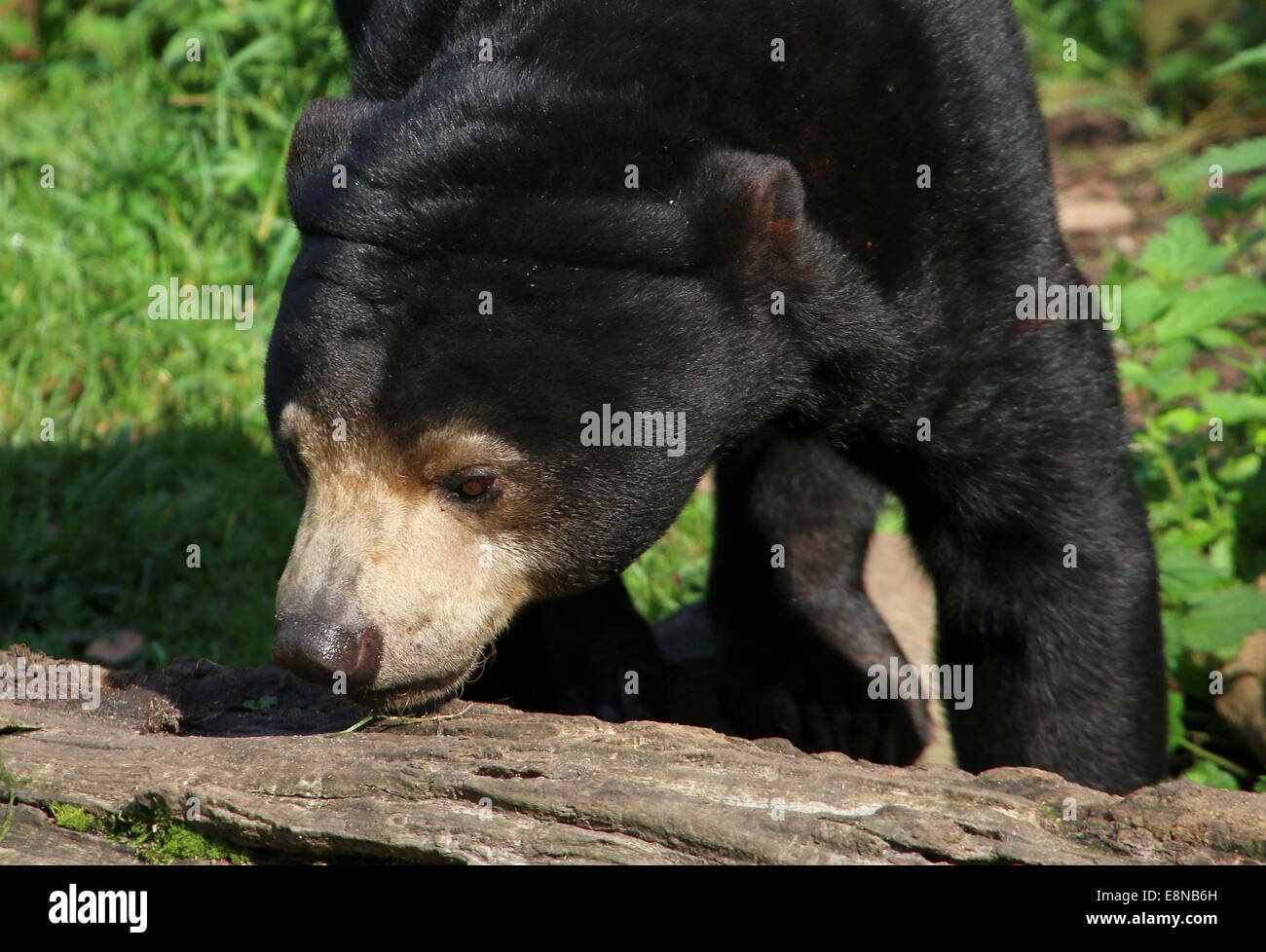 Southeast Asian Sun bear or  Honey Bear (Helarctos malayanus) close-up of the head while looking for food Stock Photo