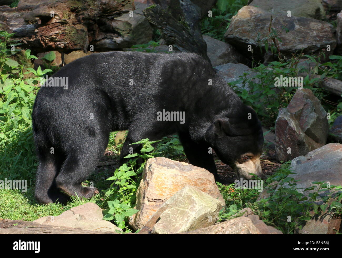 Southeast Asian Sun bear or Honey Bear (Helarctos malayanus) sniffing