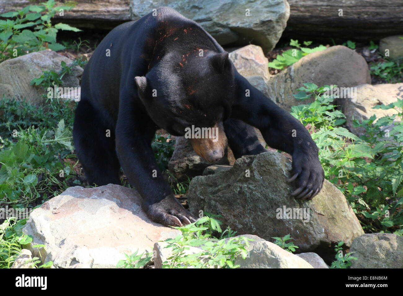 Southeast Asian Sun bear or Honey Bear (Helarctos malayanus) moving a