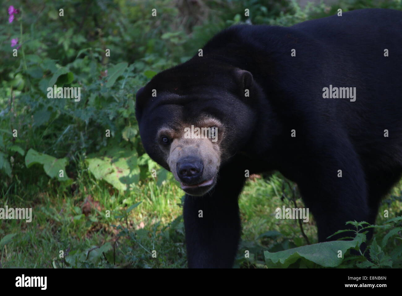 Southeast Asian Sun bear or Honey Bear (Helarctos malayanus Stock Photo