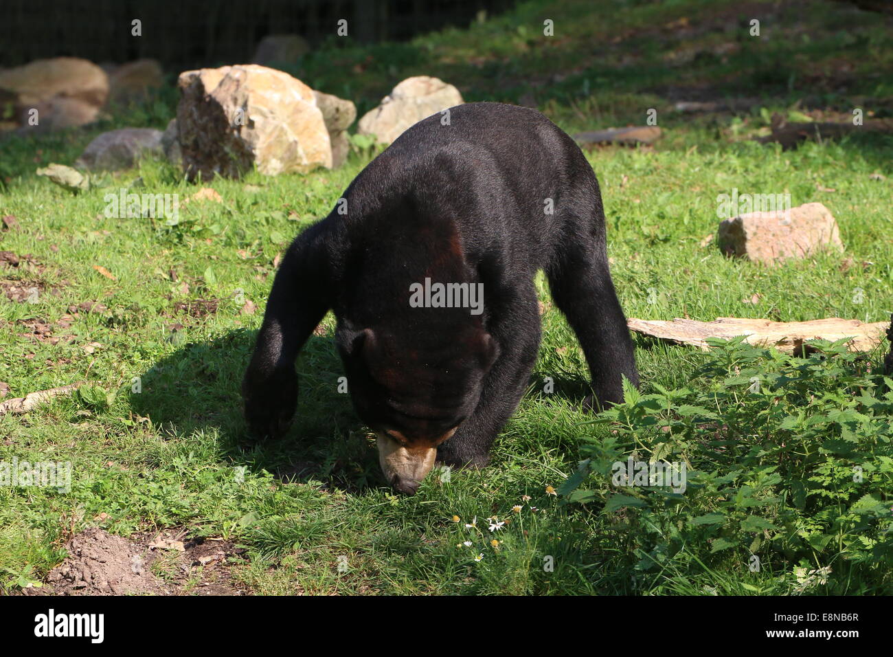 Southeast Asian Sun bear or  Honey Bear (Helarctos malayanus) Stock Photo