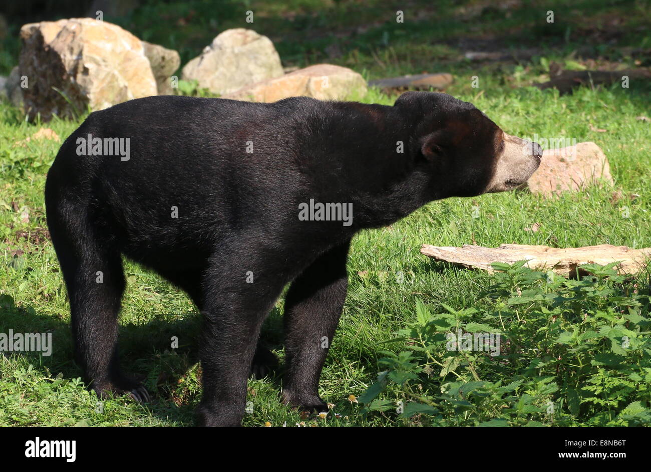 Southeast Asian Sun bear or Honey Bear (Helarctos malayanus Stock Photo
