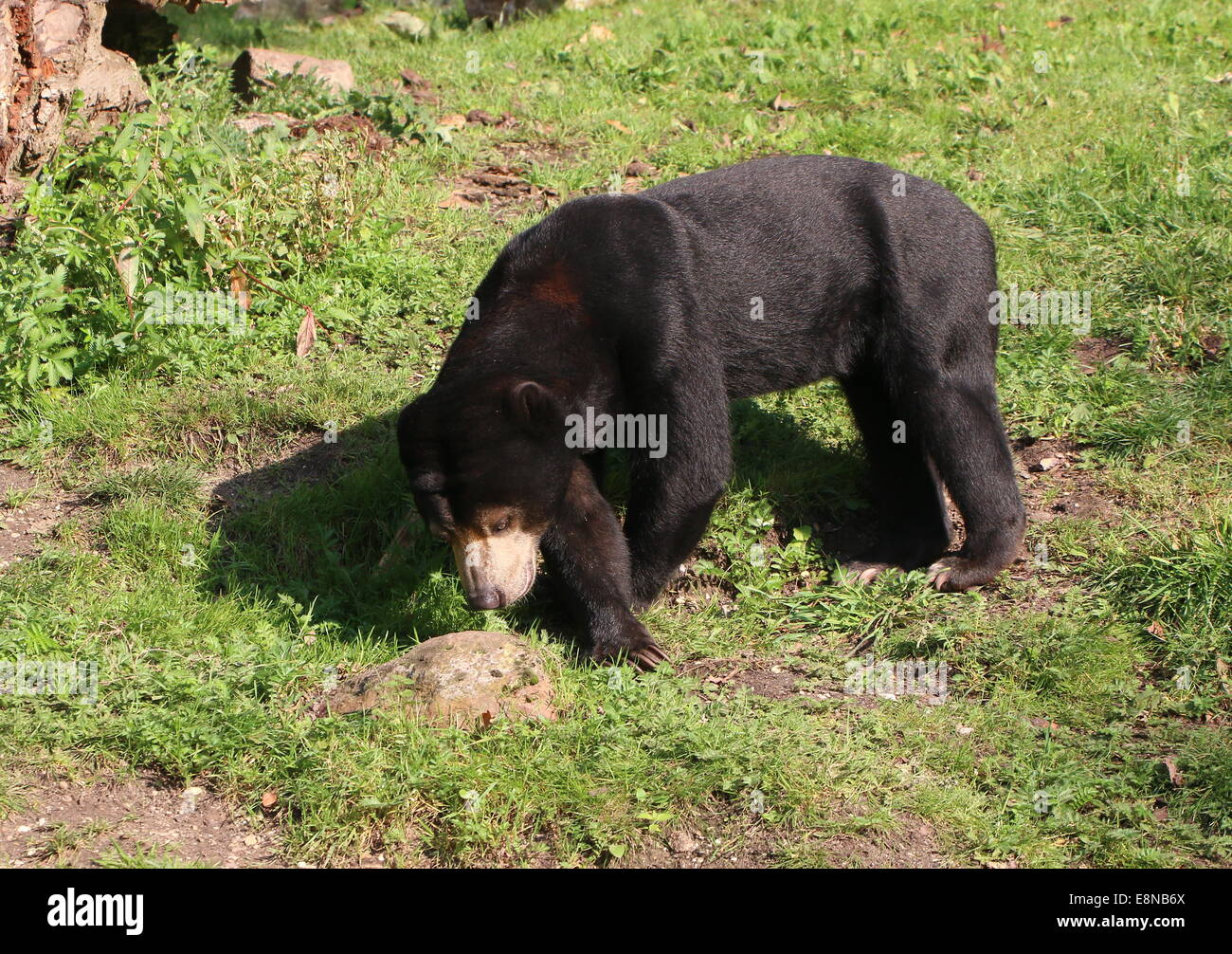Southeast Asian Sun bear or Honey Bear (Helarctos malayanus) sniffing
