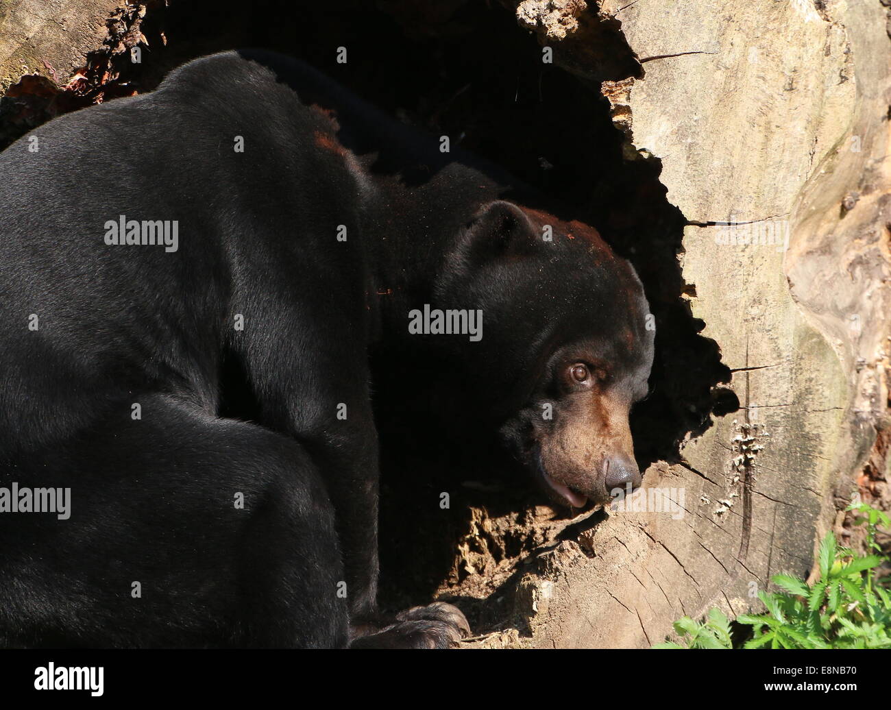 Southeast Asian Sun bear or Honey Bear (Helarctos malayanus) close-up