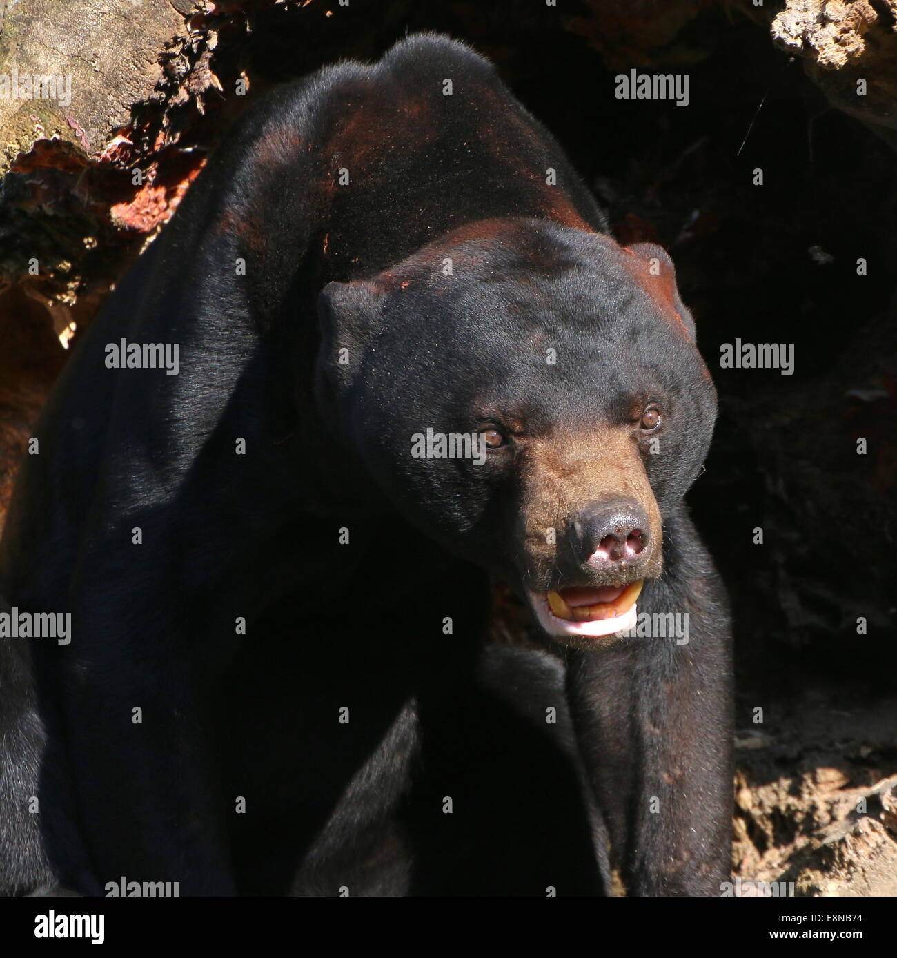 Angry Southeast Asian Sun bear or  Honey Bear (Helarctos malayanus) close-up of the head Stock Photo
