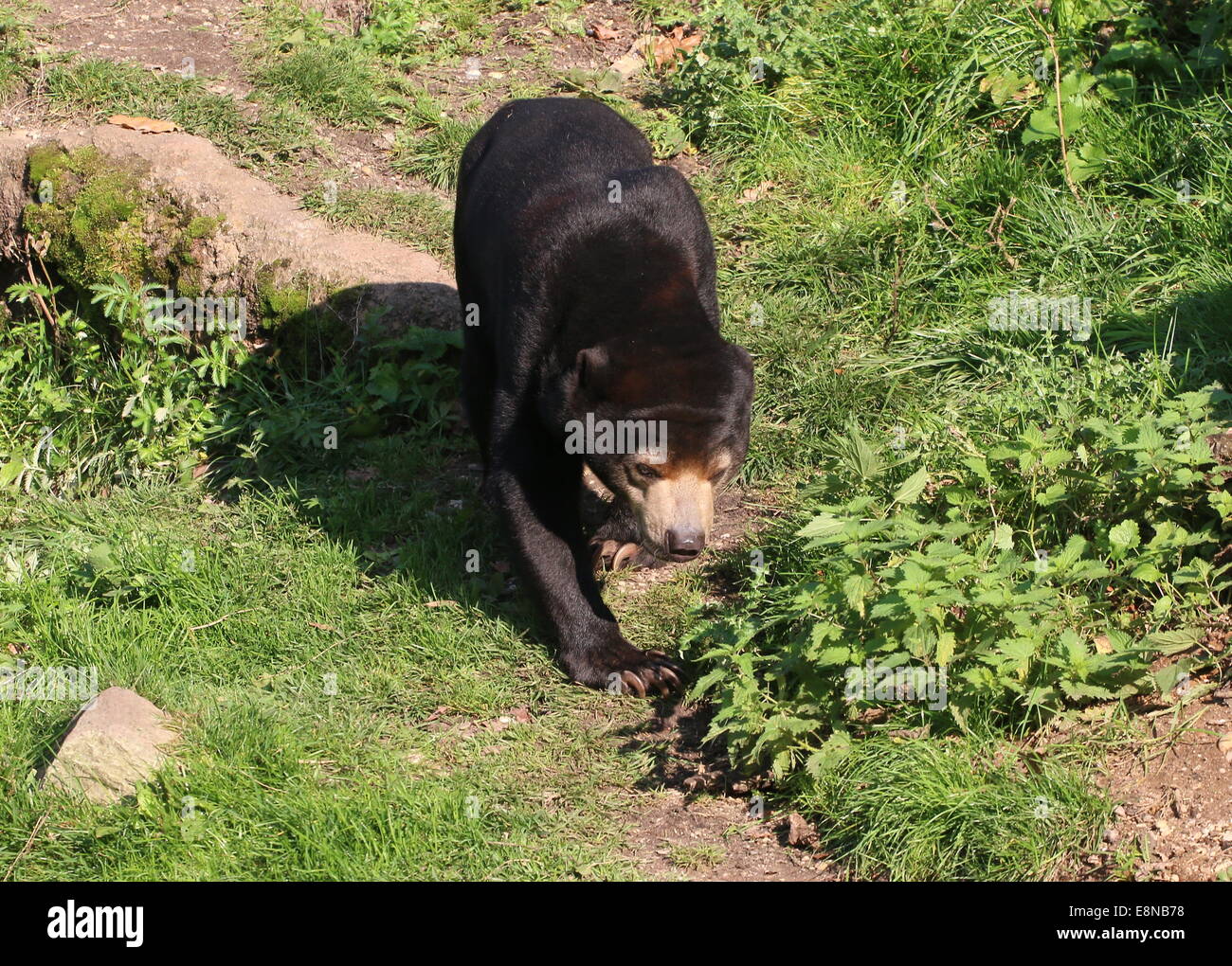 Southeast Asian Sun bear or Honey Bear (Helarctos malayanus Stock Photo