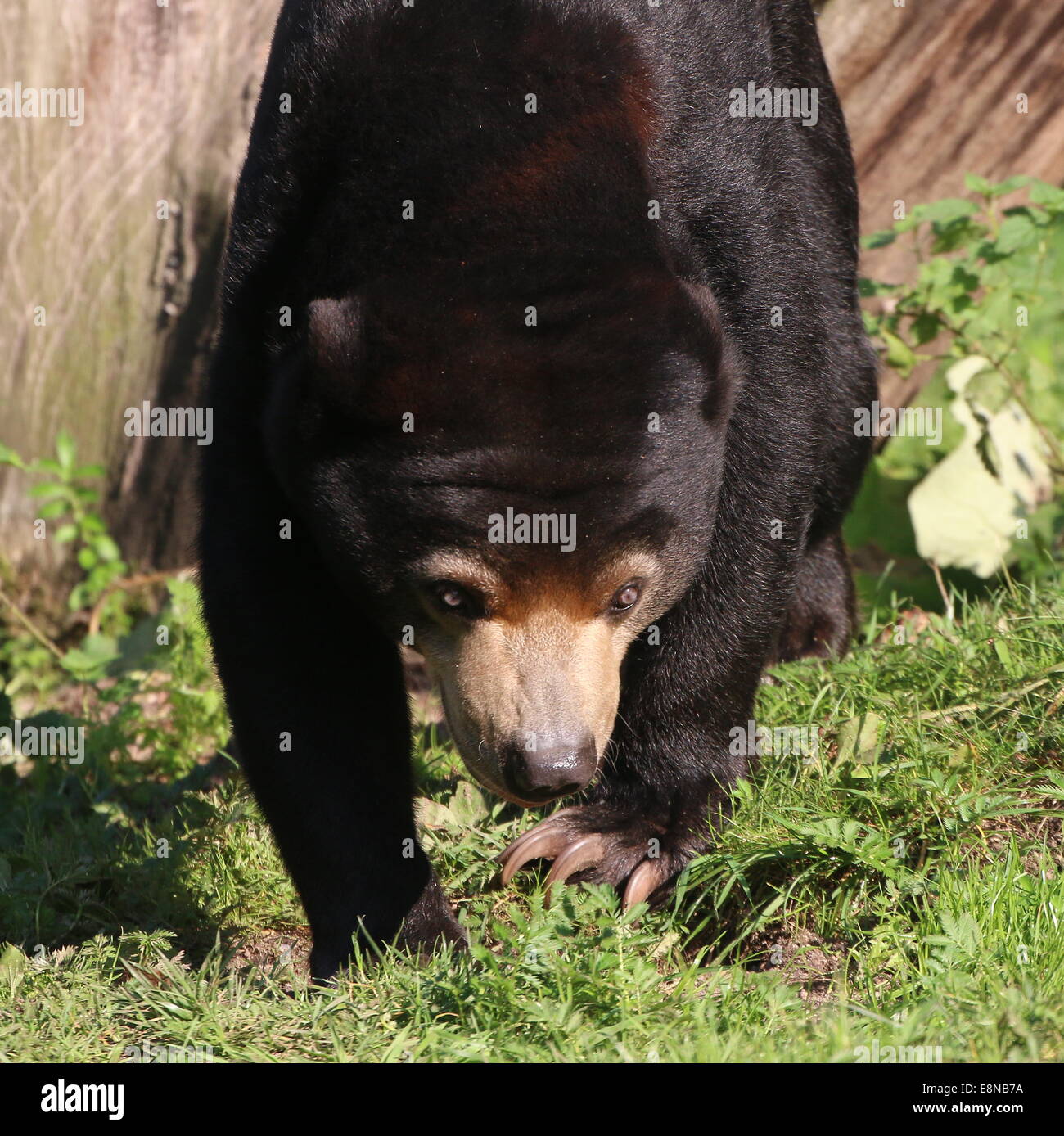 Southeast Asian Sun bear or Honey Bear (Helarctos malayanus) close-up