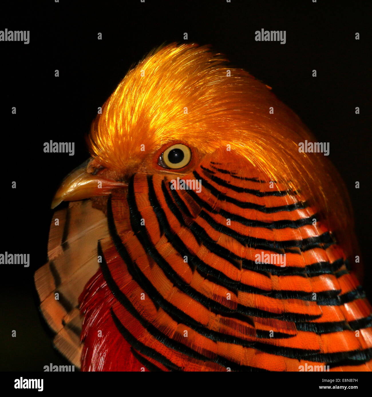 Detailed close-up of the head of a male Golden Pheasant  or Chinese Pheasant (Chrysolophus pictus) Stock Photo
