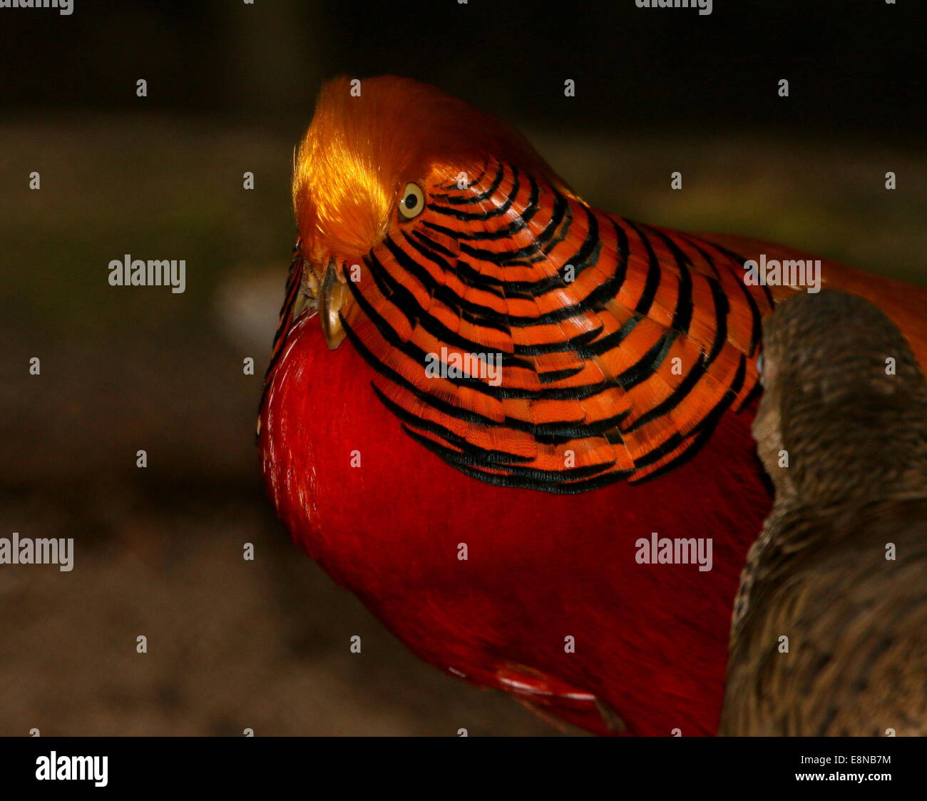 My Image 11