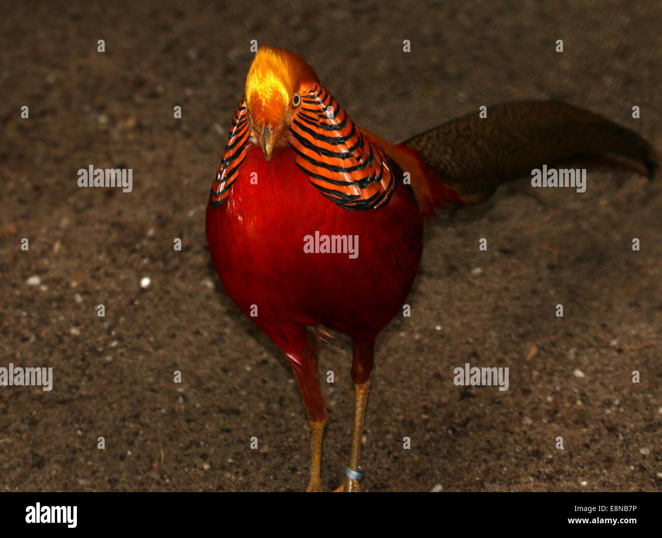 Male Golden Pheasant  or Chinese Pheasant (Chrysolophus pictus) Stock Photo