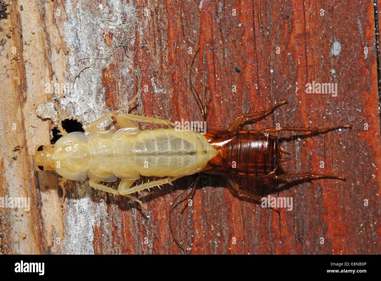 Cockroach moulting Stock Photo