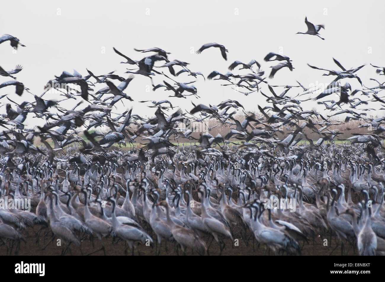 Hula valley hi-res stock photography and images - Alamy