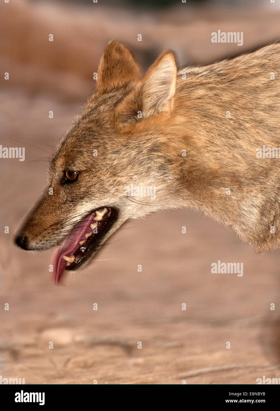 Common Jackal , Golden Jackal Stock Photo