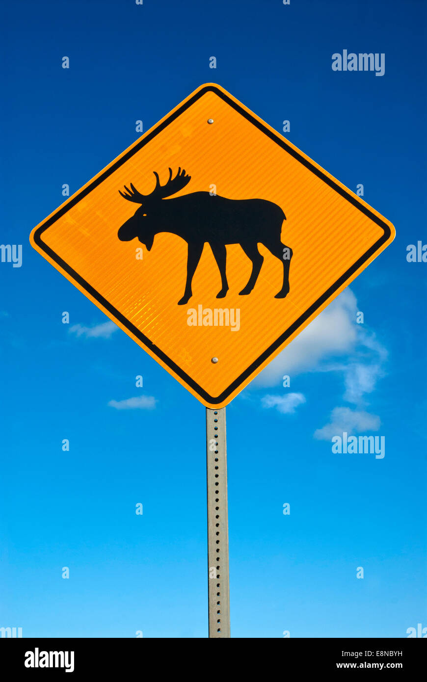Moose Crossing Sign Stock Photo