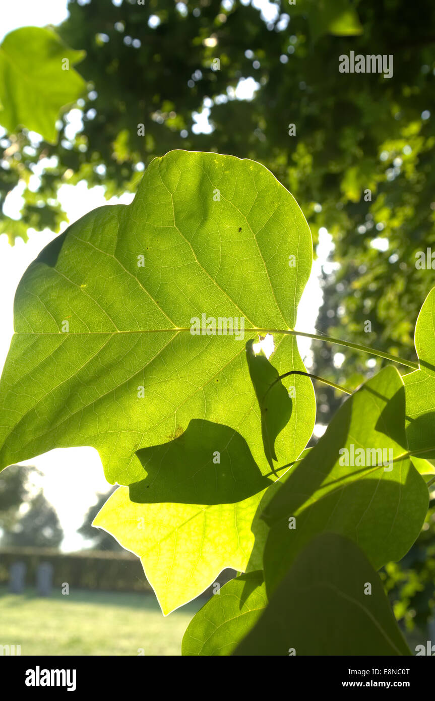 shine through leaf Stock Photo Alamy