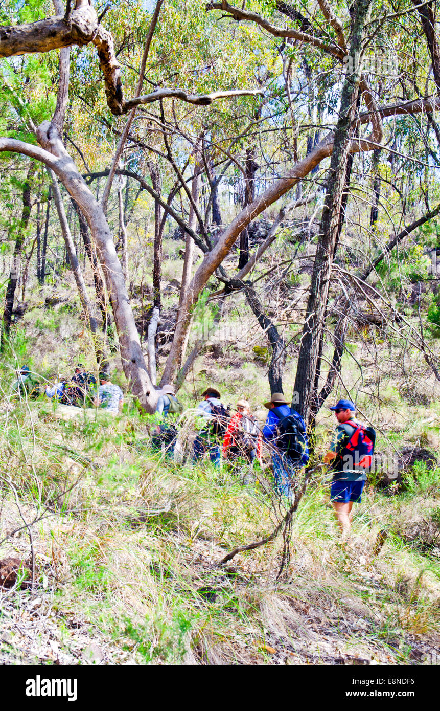 Hikers walking through Australian bush. Pilliga Forest NSW, Stock Photo