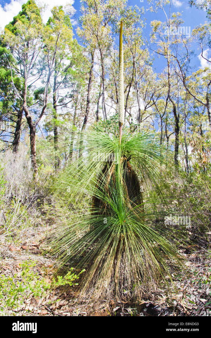 A flowering Grass Tree aka Blackboy Stock Photo