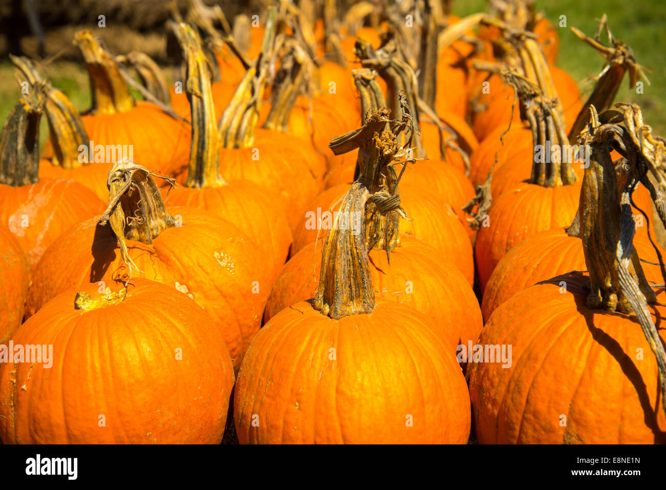 pumpkins and gourds fresh picked from the patch Stock Photo