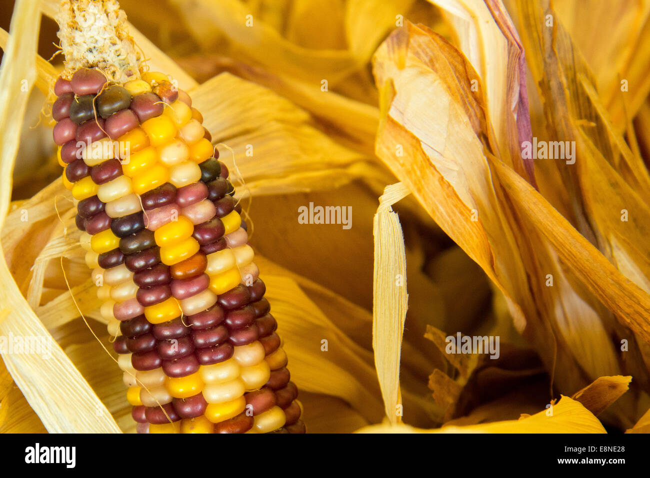 wild multi-colored corn fresh picked from the garden Stock Photo