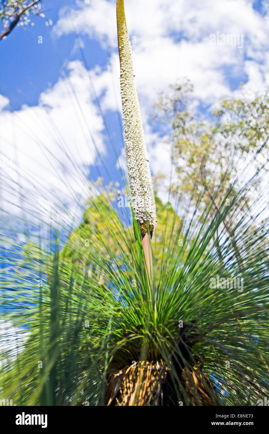 Native Australian Grass Tree Blackboy in flower. Stock Photo