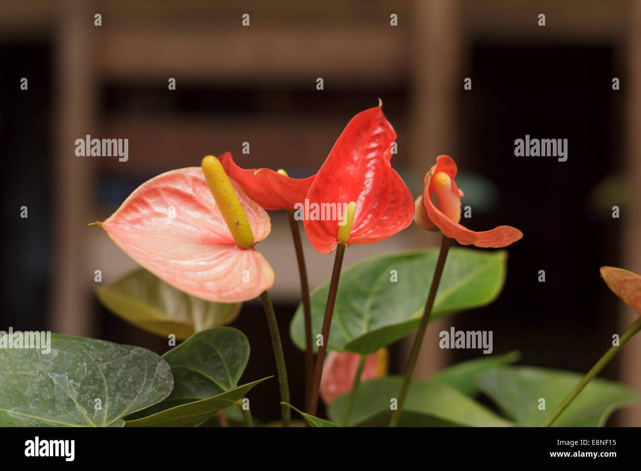 spadix Stock Photo