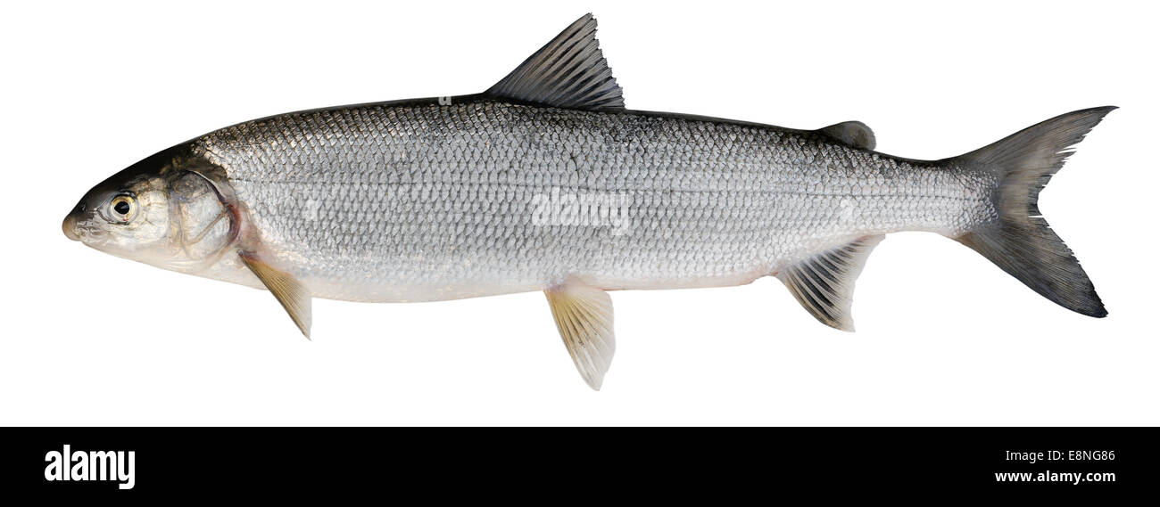 Whitefish ( Coregonus lavaretus ). Siberian subspecies. Adult female. Isolated on white Stock Photo