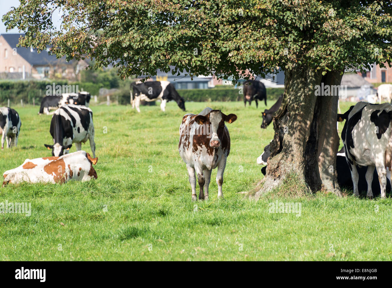 brow and black and white cows looking for shadow unther trees on a farm in belgium Stock Photo