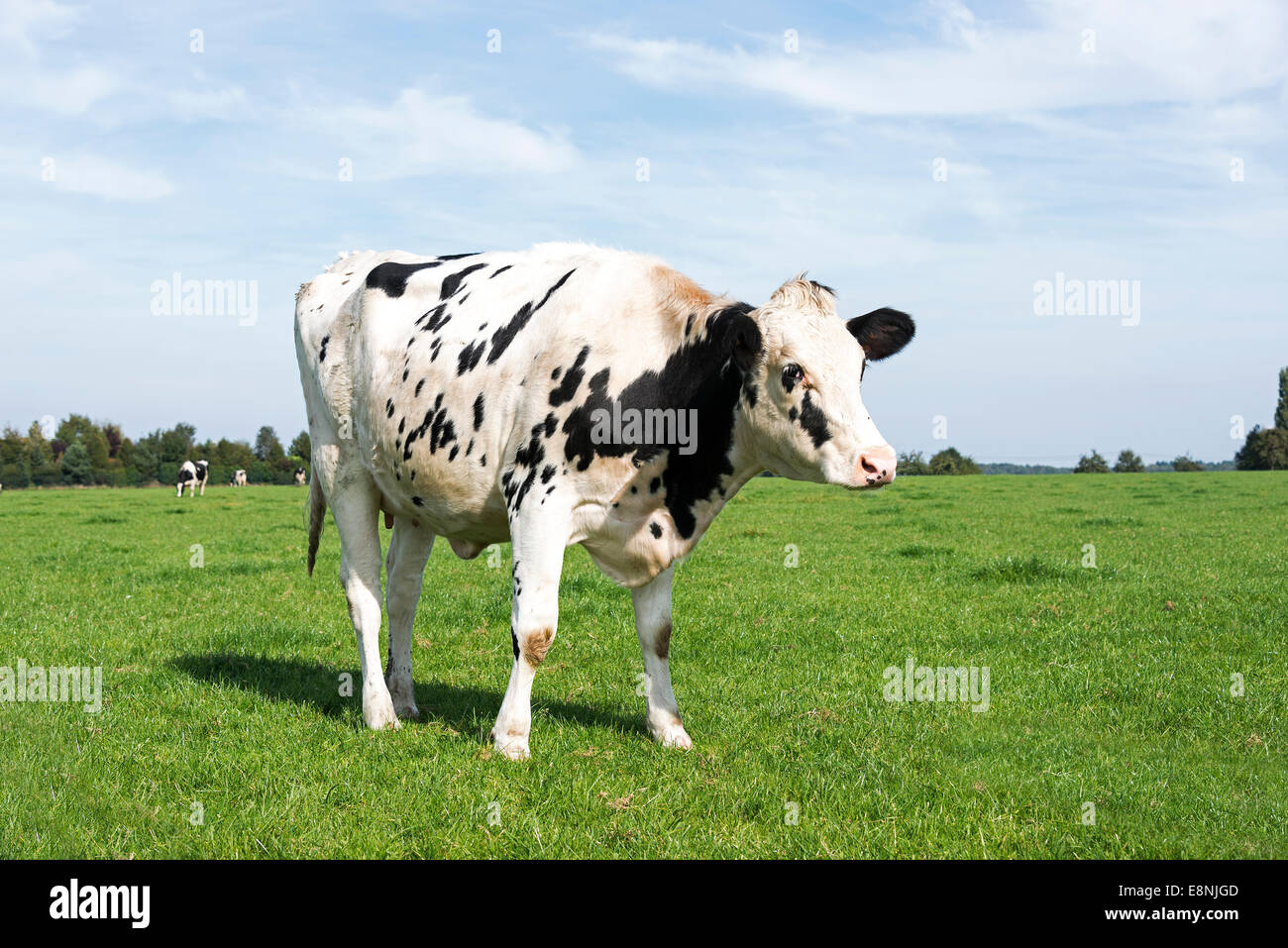 black and white cow grazing in the green grass on a farm in belgium ...