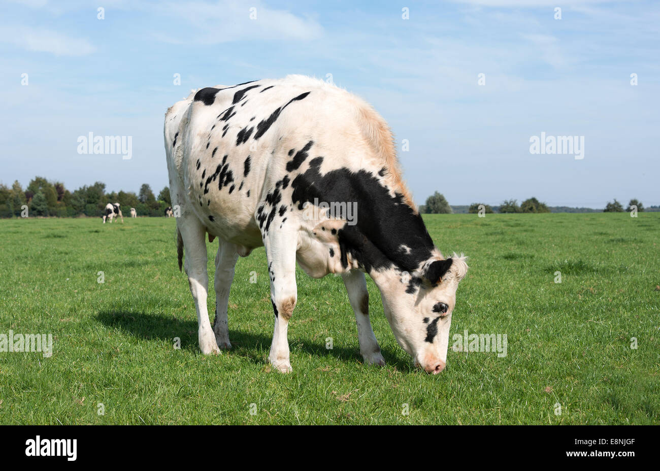 black and white cow grazing in the green grass on a farm in belgium ...