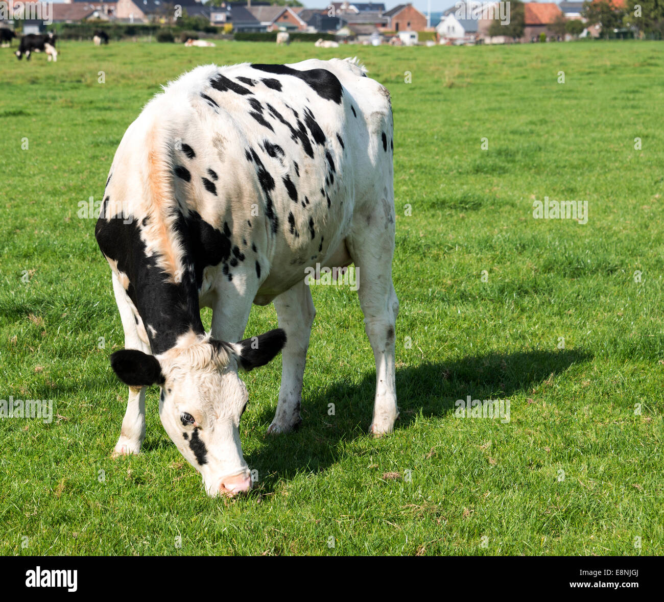 black and white cow grazing in the green grass on a farm in belgium ...