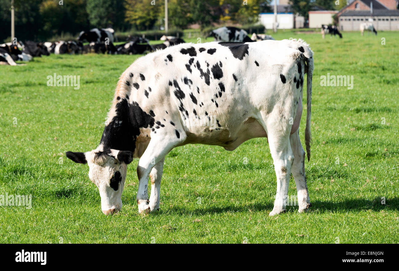 Black on white cow hi-res stock photography and images - Alamy