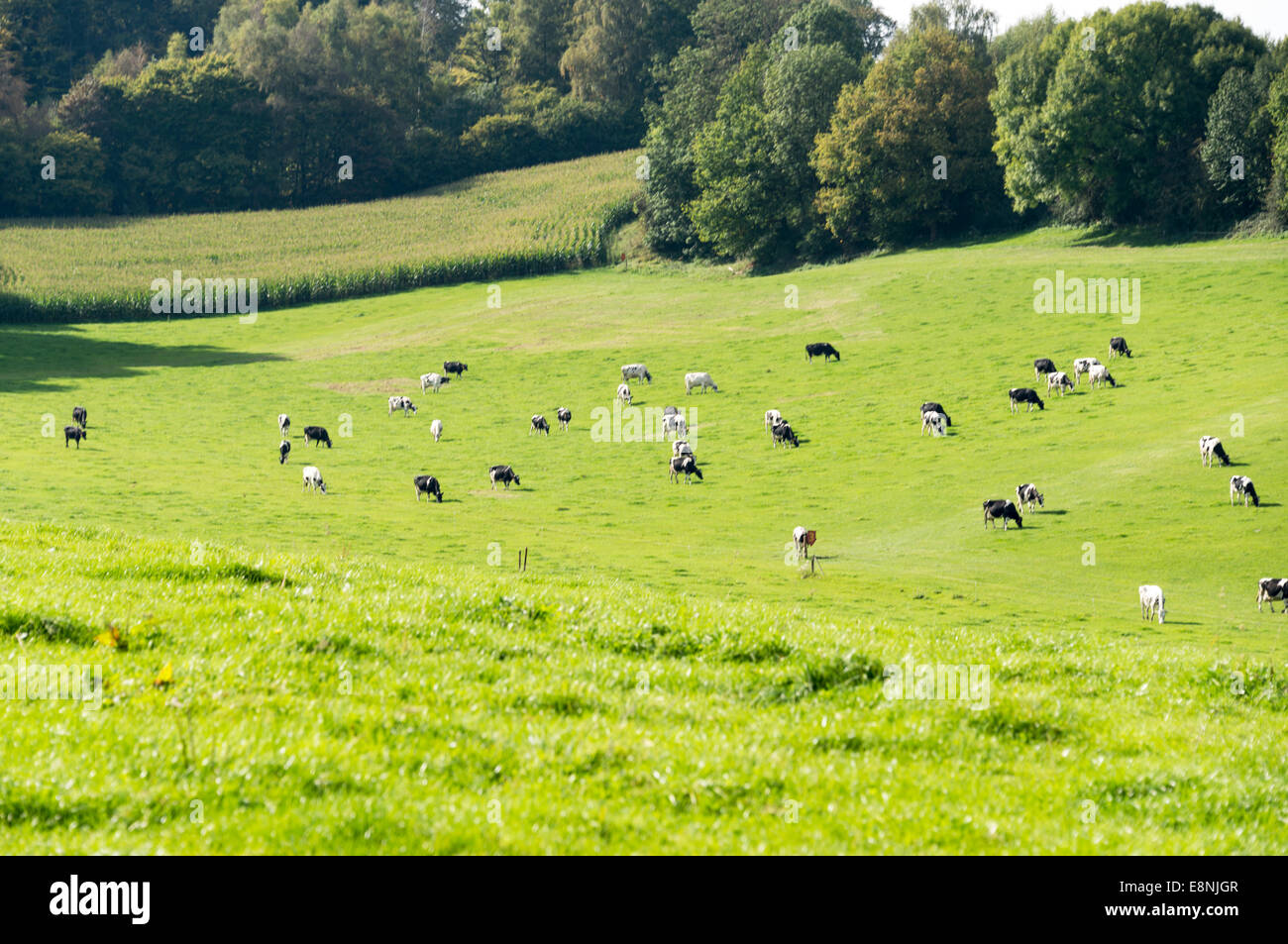cows grazing on the green grass in the belgium hills Stock Photo
