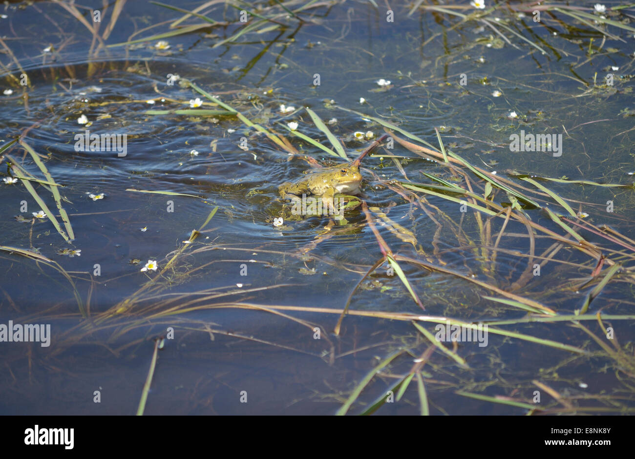 Couple of frogs, at time of  mating. Wetland with green vegetation. Sunny day of Spring. Natural color. Stock Photo