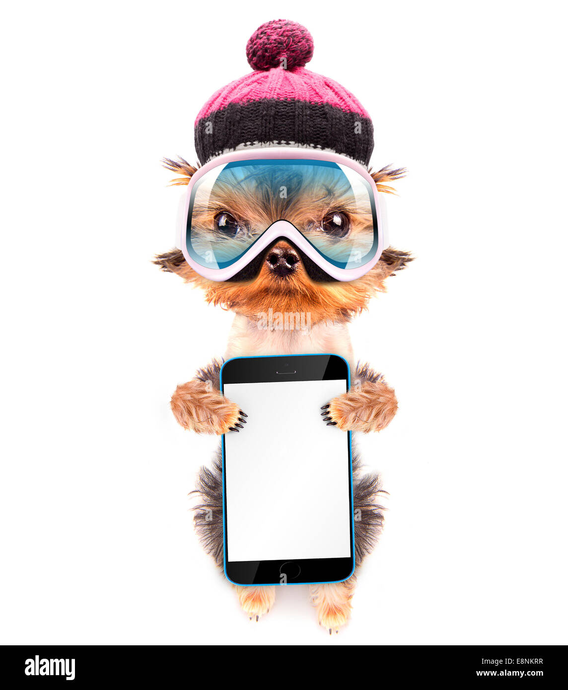 dog dressed as skier holding phone with empty white screen Stock Photo