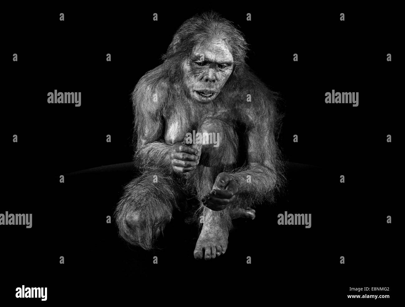 Spain, Burgos: Hominid 'Lucy' (Australopithecus afarensis) in the Museum of Human Evolution in black and white version Stock Photo