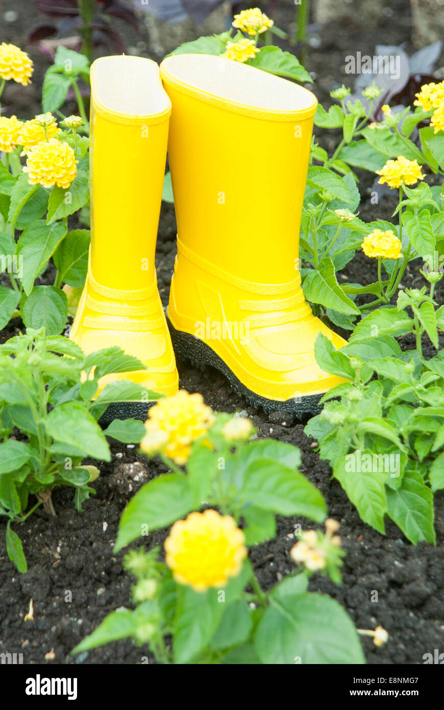 Yellow rain boots in garden beside yellow flowers Stock Photo Alamy